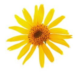 arnica an Levicose fir Krampfadern