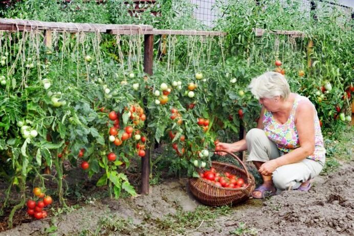 Gaart Tomaten fir Krampfadern